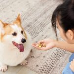 pet food cina