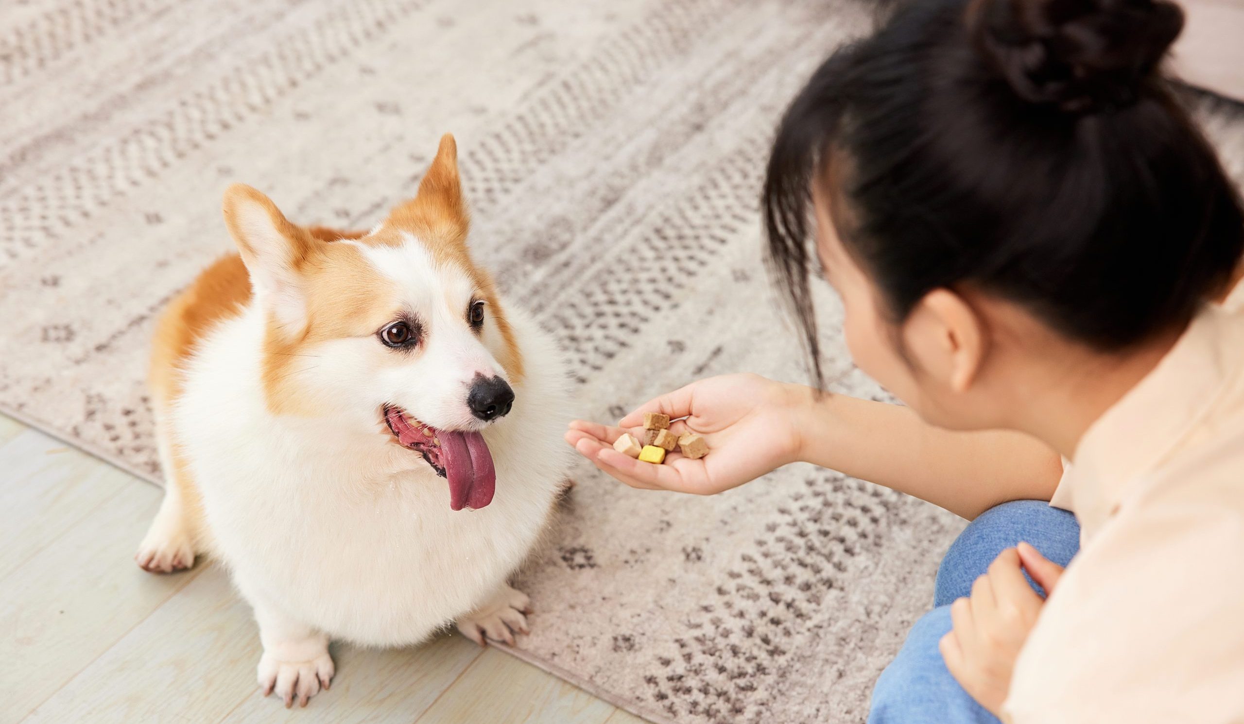 pet food cina